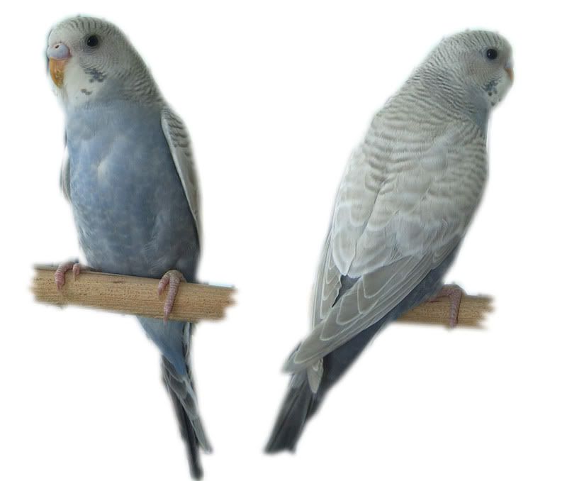 Curioa.jpg