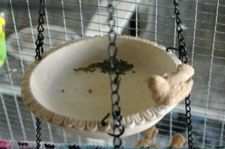 Feastfitforabird11.jpg
