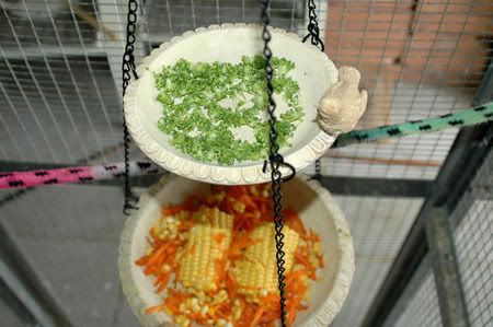 Feastfitforabird2.jpg