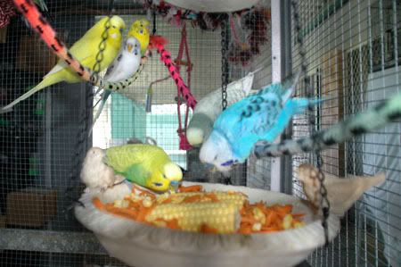 Feastfitforabird3.jpg