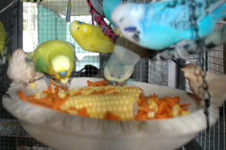Feastfitforabird4.jpg