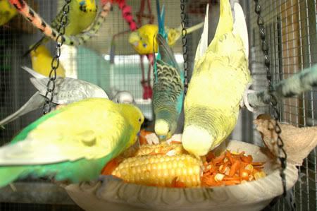 Feastfitforabird5.jpg