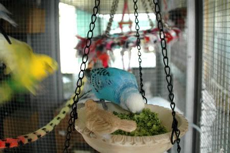 Feastfitforabird6.jpg