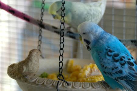 Feastfitforabird9.jpg