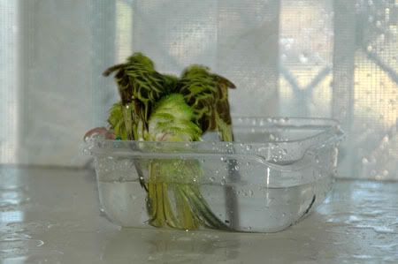 z24MarKazumiBathTime195.jpg