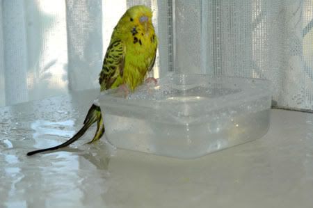 z24MarKazumiBathTime205.jpg