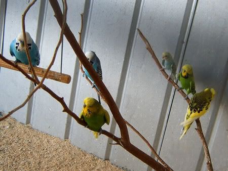z260208wetbudgies14a.jpg