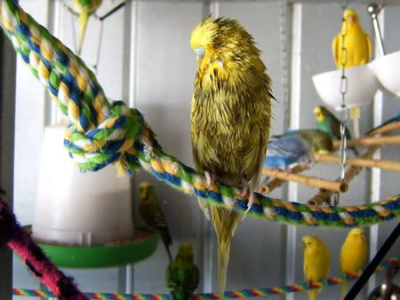 z260208wetbudgies2.jpg