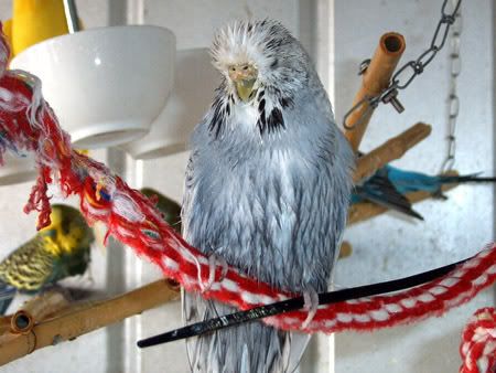 z260208wetbudgies4.jpg
