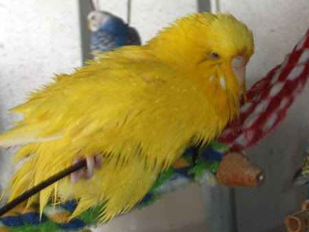 z260208wetbudgies5.jpg