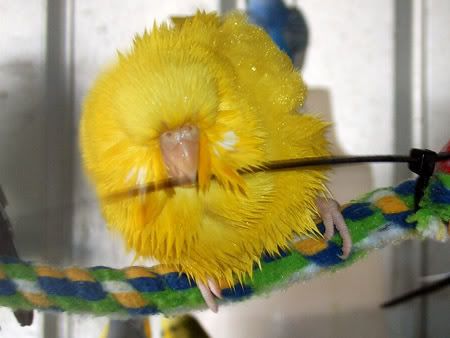 z260208wetbudgies6.jpg