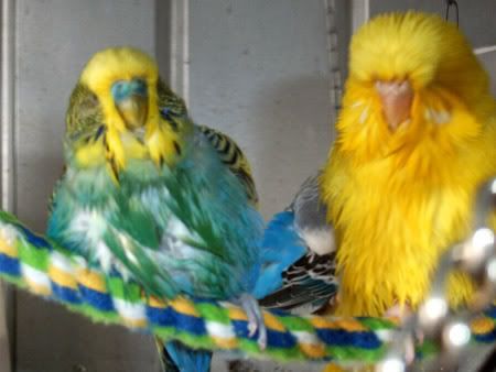z260208wetbudgies7.jpg