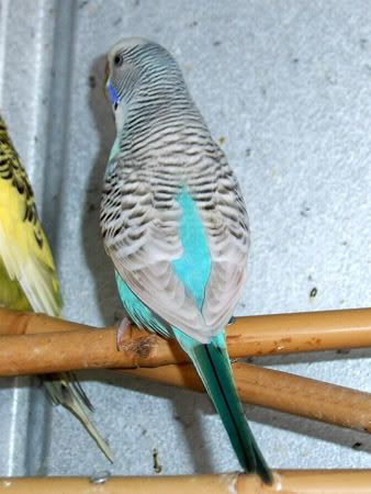 zbreedingbudgies012.jpg