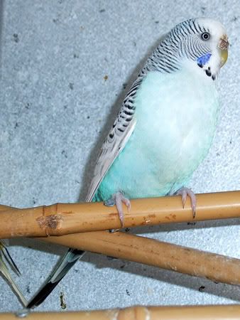 zbreedingbudgies013.jpg