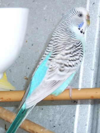 zbreedingbudgies015.jpg