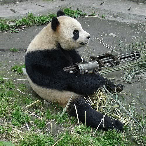 panda.jpg