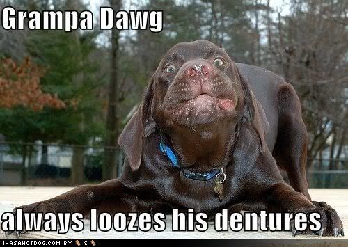 funny-dog-pictures-grandfather-dog-.jpg