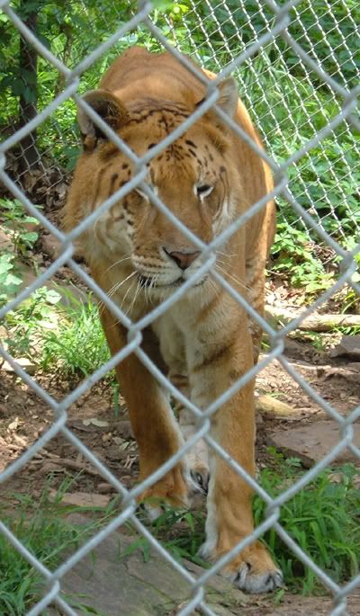 Consignment Tulsa on Safari   S Sanctuary  Zoo     The End Of The Internet