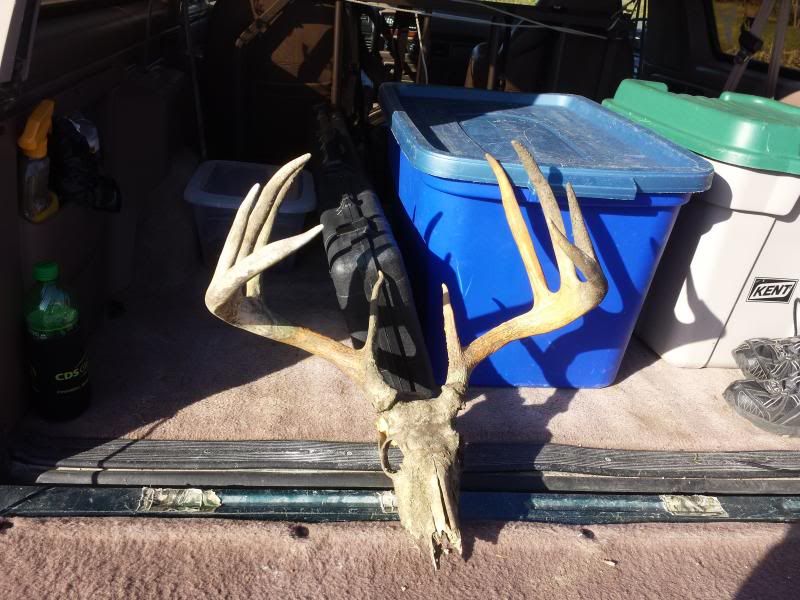 Question on bleaching a deer skull Archery Talk Forum