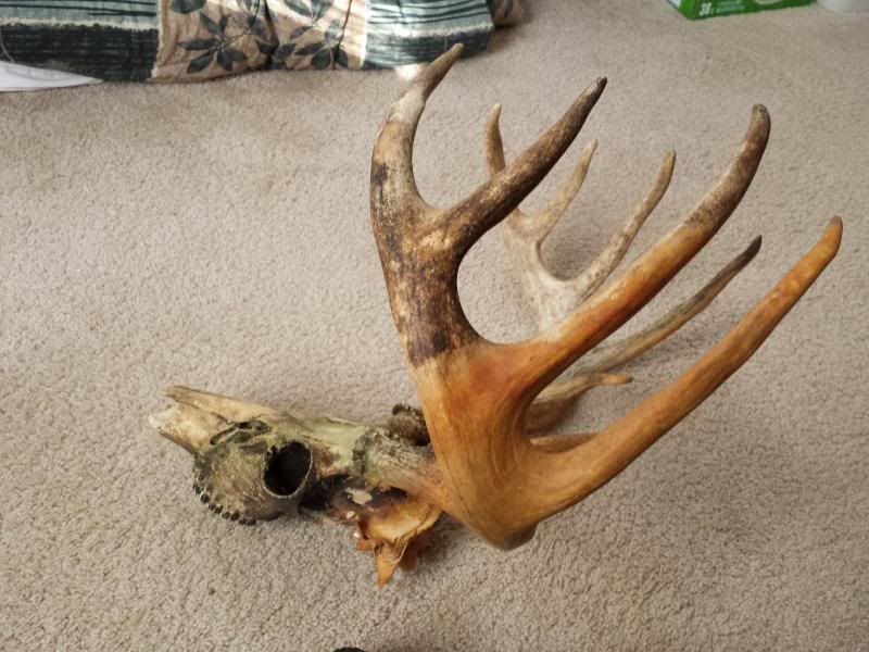 Question on bleaching a deer skull Archery Talk Forum