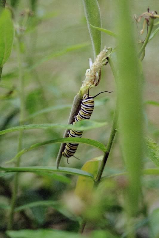 monarch caterpillar clipart. Monarch Caterpillar Image