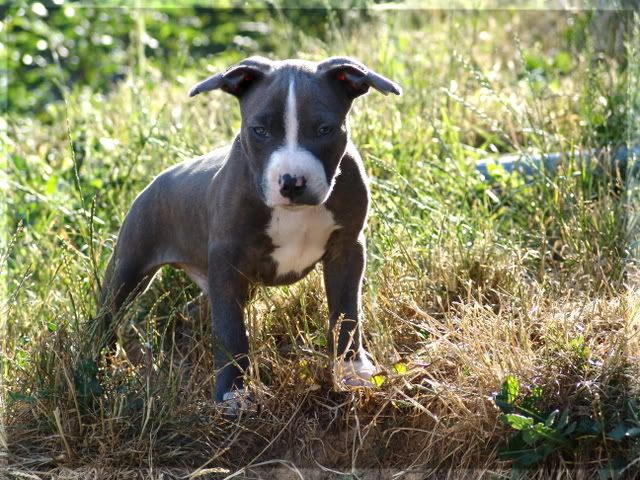 Blue Brindle Amstaff