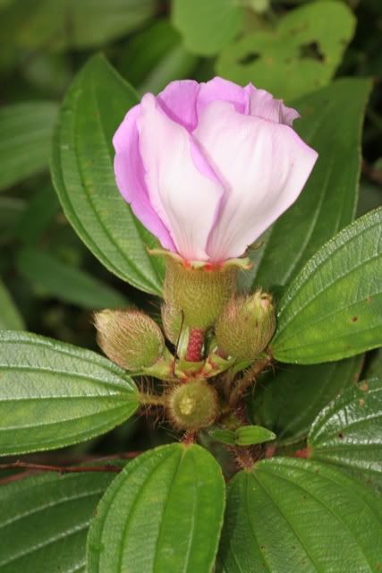 毛稔melastoma sanguineum 野牡丹科(灌木)