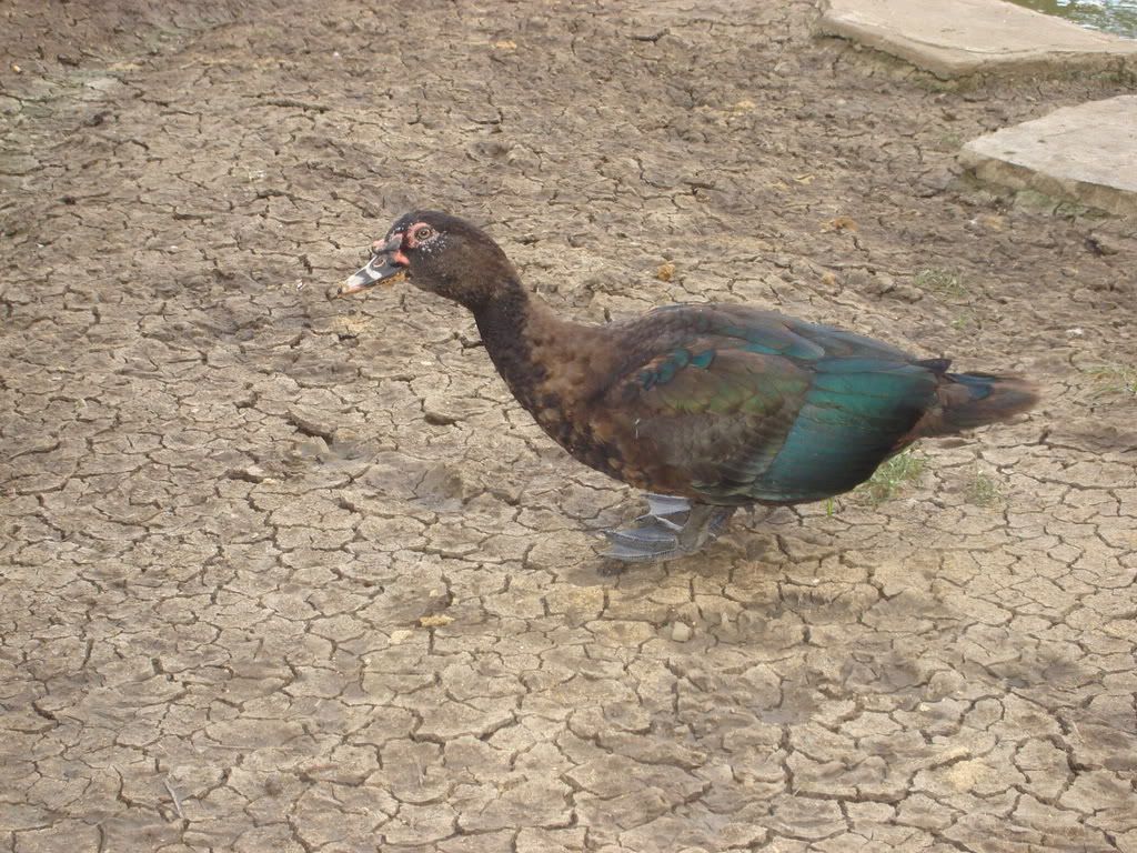 DSC00660.jpg
