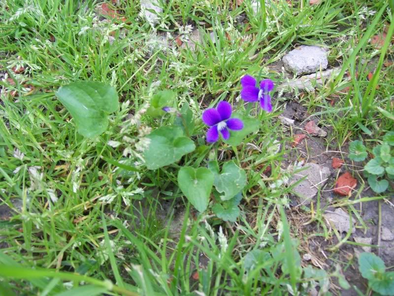 Common Blue Violet (Viola sororia sororia) Edible Survivalist Forum