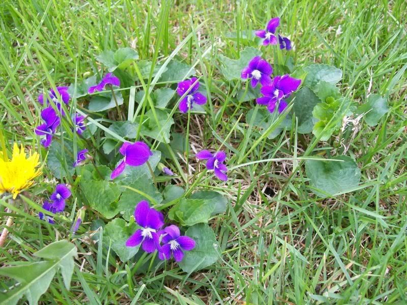 Common Blue Violet (Viola sororia sororia) Edible Survivalist Forum