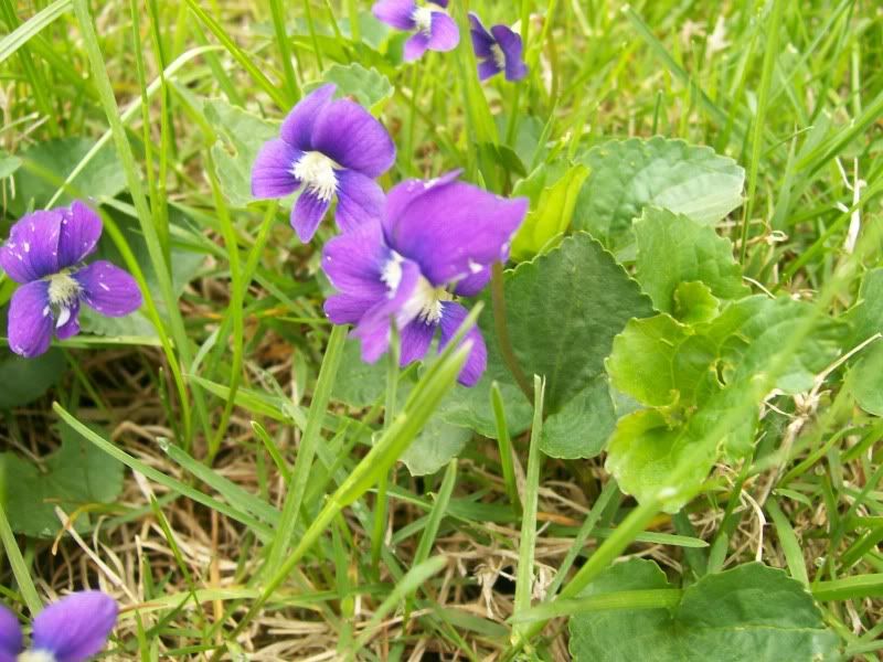 Common Blue Violet (Viola sororia sororia) Edible Survivalist Forum