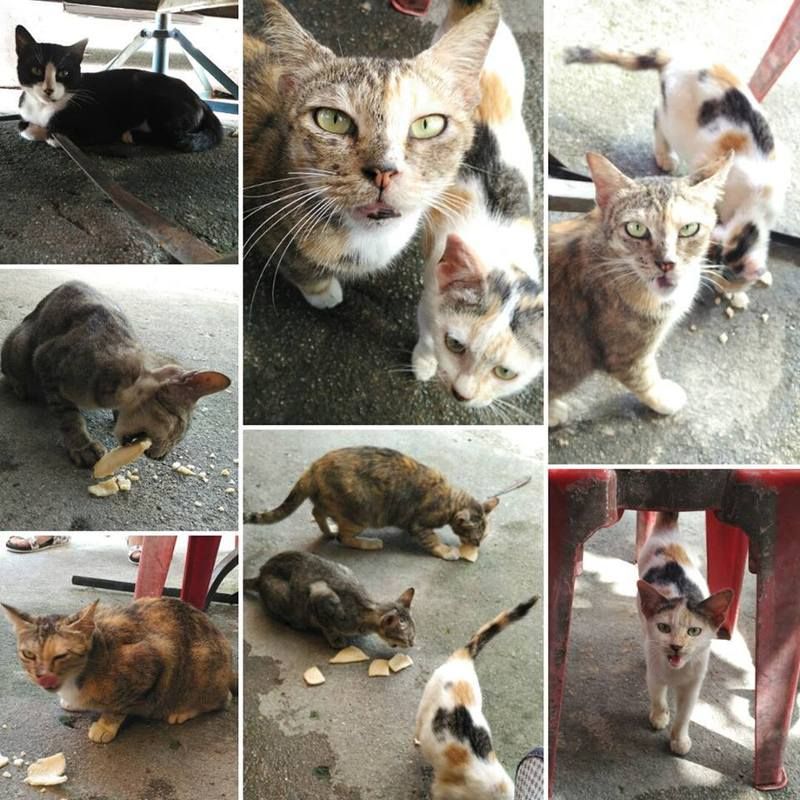 The Cats Guards Catz Street