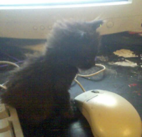 Photo Sharing and Video Hosting at Photobucket