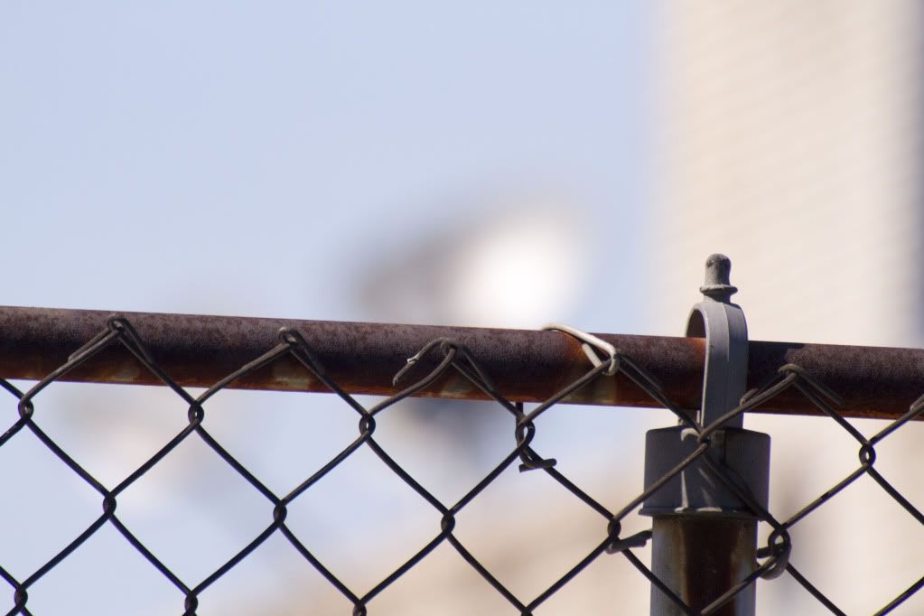 IMAGE: http://i138.photobucket.com/albums/q275/mannix143/IMG_0438.jpg