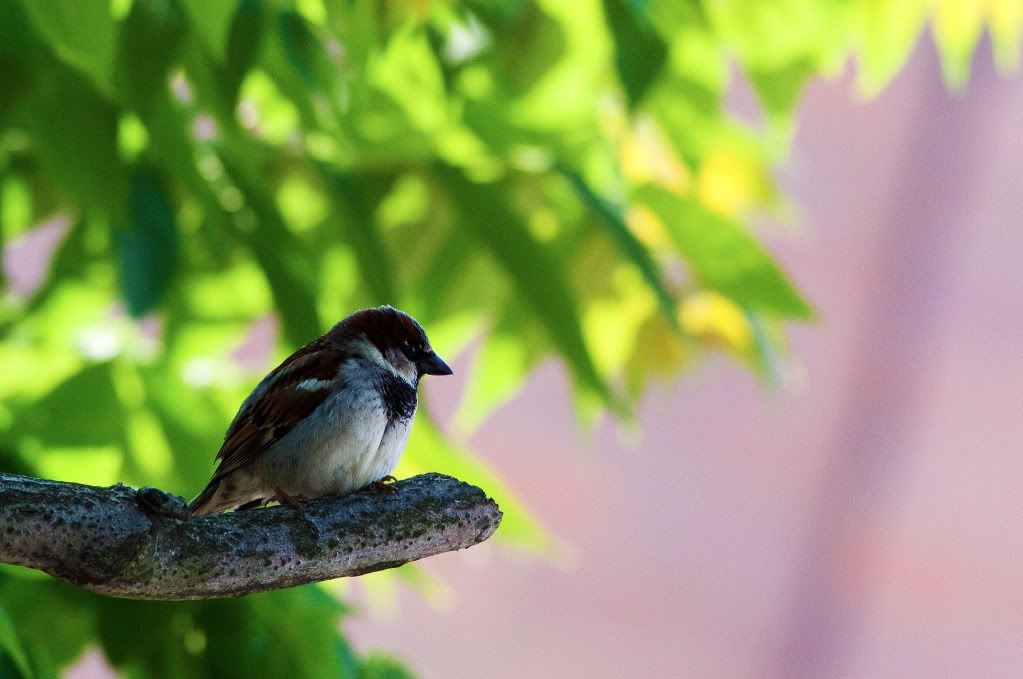 IMAGE: http://i138.photobucket.com/albums/q275/mannix143/IMG_9513.jpg