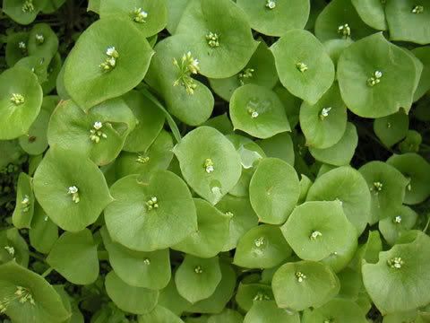 Edible Plants California