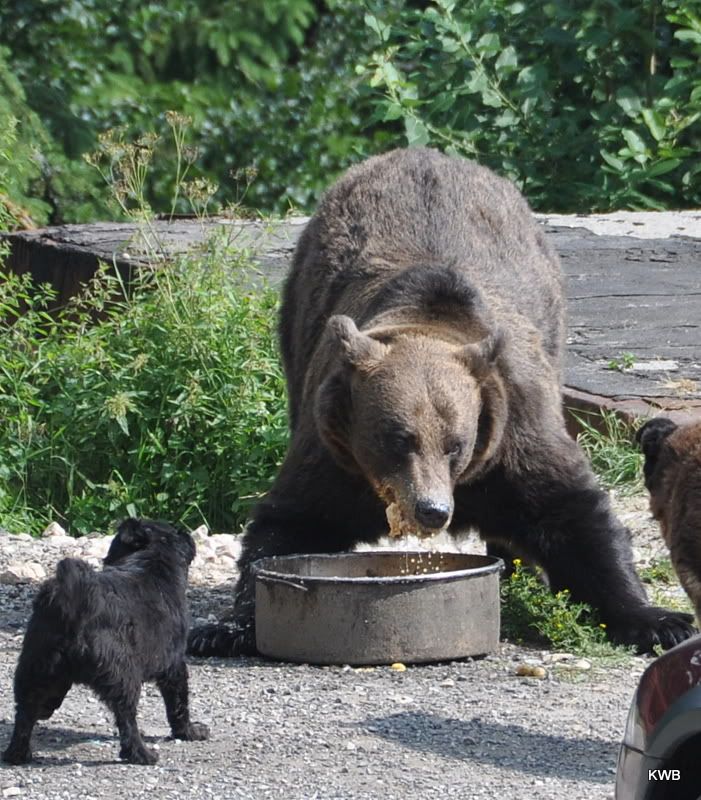 Grizzly bear hunting stories Grizzly bear hunting stories image