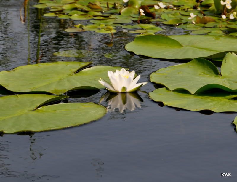 Water lilies Water lilies are abundant in the miles of channels in the delta.