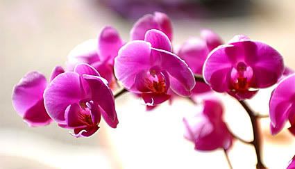 1182415016Meranflora_Orchidee.jpg picture by LeAAA_bucket