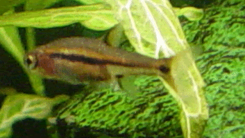 Small Rasbora Species