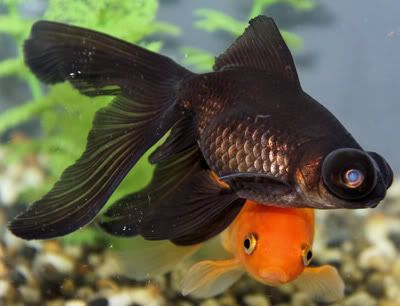 Black moor goldfish