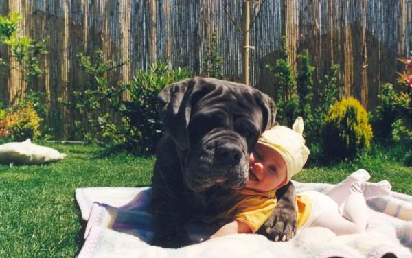 dog cuddling hugging baby on blanket squishing, licking lips, baby holding leg