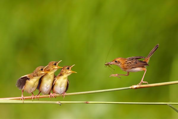 Bird taking bug to hungry babies
