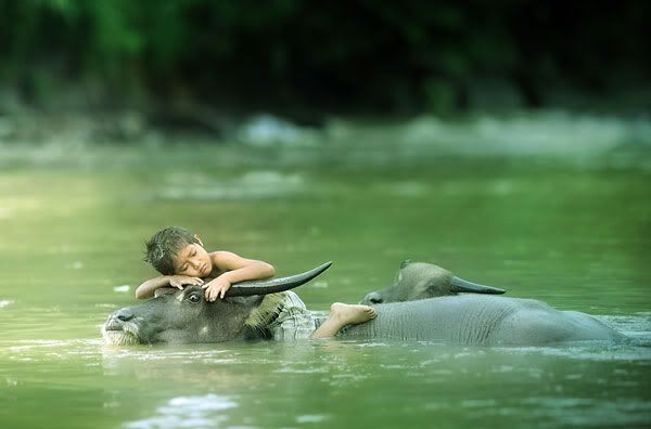 Boy sleeping on water buffalo bison in the river lake