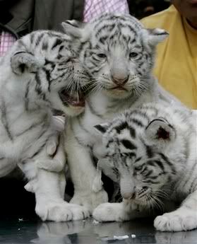 Three cute white bengal tiger cubs