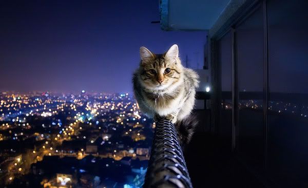 Cat balancing on a balcony fence against the night sky
