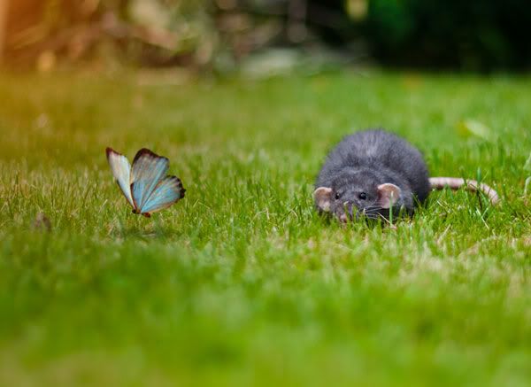 Rat getting ready to pounce on a butterfly