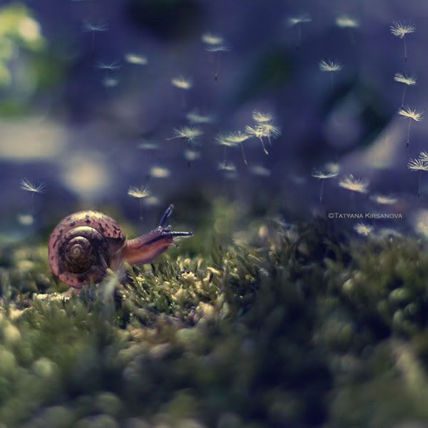 Snail with dandelion fluffs floating around in the background