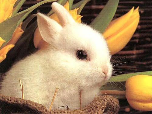 cute_rabbit.jpg image by quirkyjessi